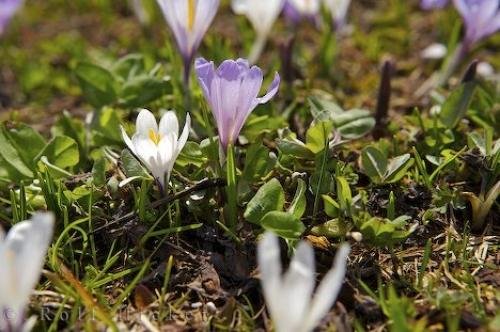 Photo: 
Crocus Flowers Picture
