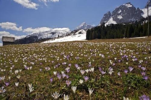Photo: 
Crocus Flowers South Tyrol Italy