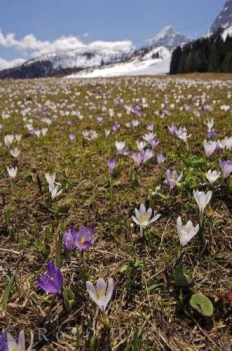 Photo: 
Field Of Crocus Flowers