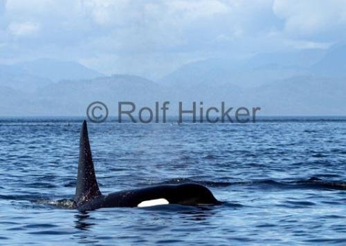 Photo: 
CRW 0017