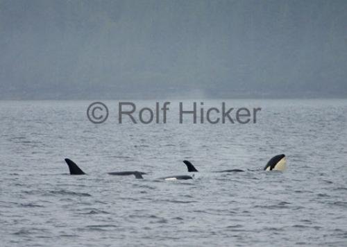 Photo: 
CRW 0114