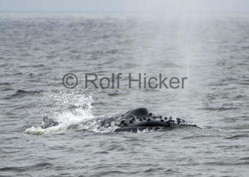 Photo: 
CRW 0172
