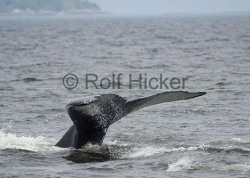 Photo: 
CRW 0190