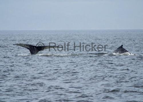 Photo: 
CRW 0213