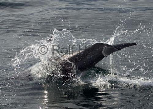 Photo: 
CRW 0282