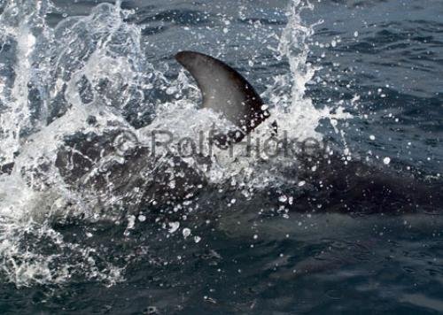 Photo: 
CRW 0284