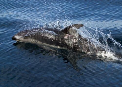 Photo: 
CRW 0291