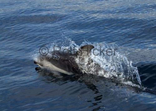 Photo: 
CRW 0293