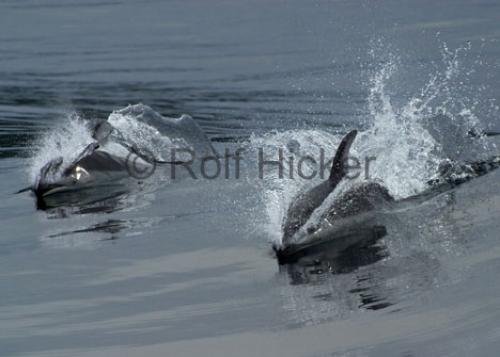 Photo: 
CRW 0396