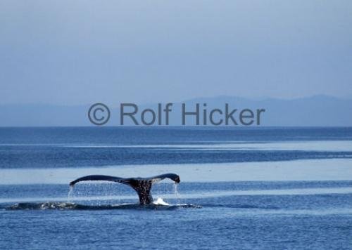 Photo: 
CRW 0553