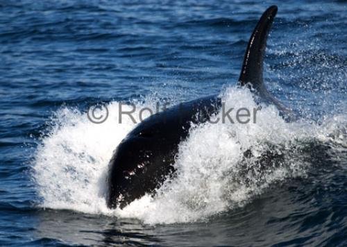 Photo: 
CRW 0666