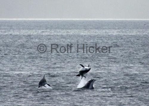 Photo: 
CRW 0706