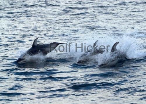Photo: 
CRW 0739