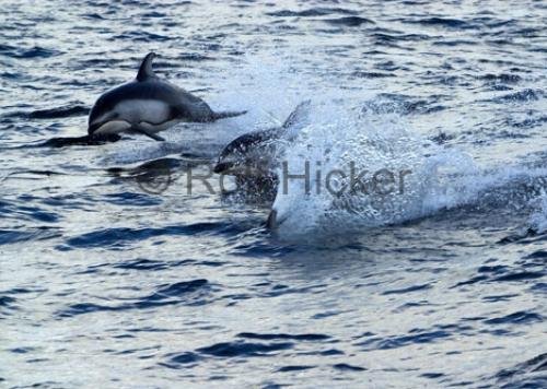 Photo: 
CRW 0742