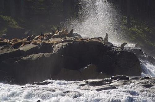 Photo: 
Sea Lions Rough Sea