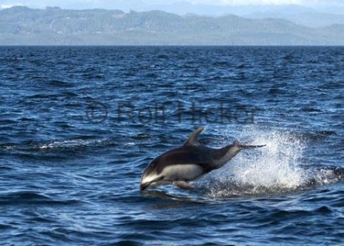 Photo: 
Pacific White Sided Dolphin Beside Boat