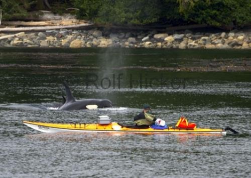 Photo: 
Kayaking Queen Charlotte Islands