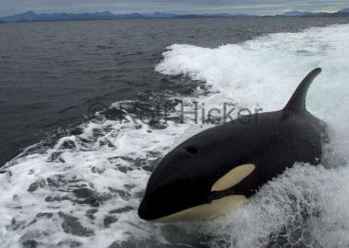 Photo: 
CRW 1105