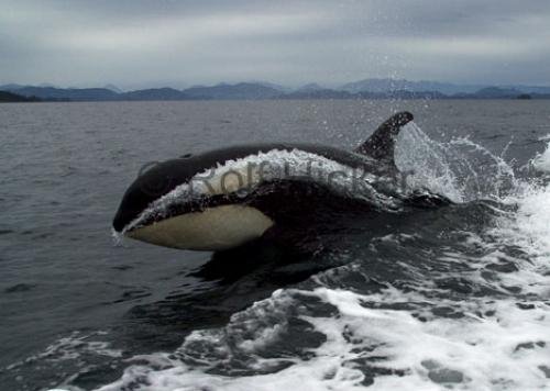 Photo: 
CRW 1112