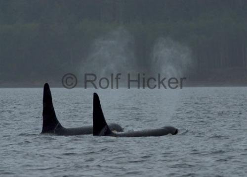 Photo: 
CRW 1136