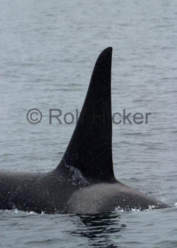 Photo: 
CRW 1141