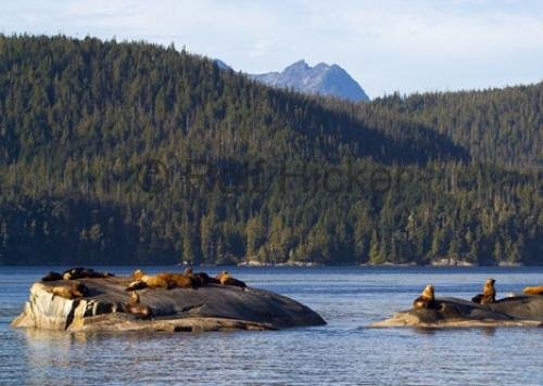 Photo: 
Sea Lions On Rocks Fife