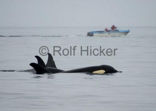Photo: 
CRW 1428