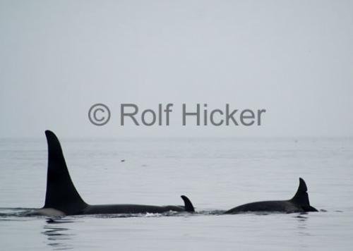 Photo: 
CRW 1441
