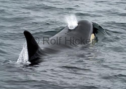 Photo: 
CRW 1543