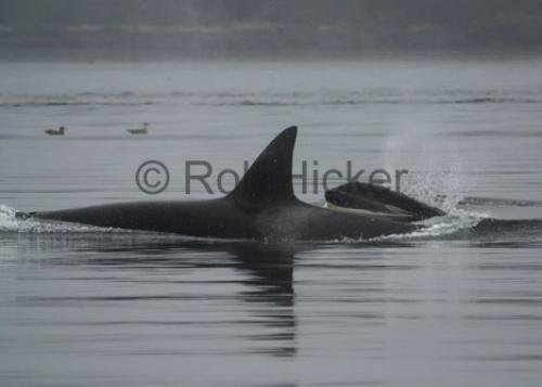 Photo: 
CRW 1657