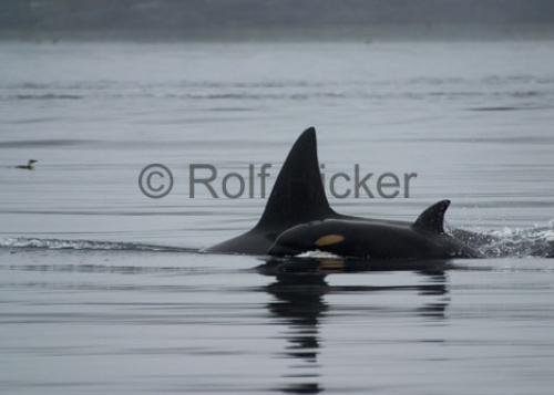 Photo: 
CRW 1665
