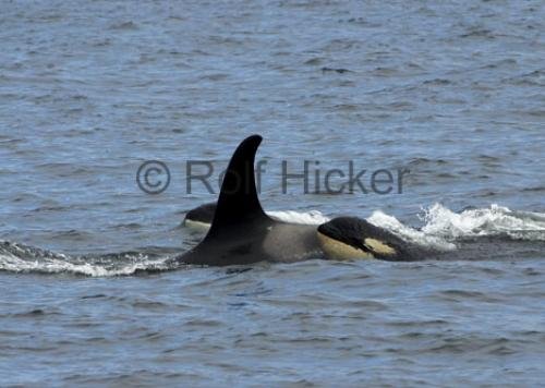 Photo: 
CRW 1690