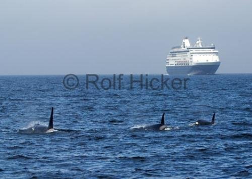 Photo: 
Inside Passage Cruise