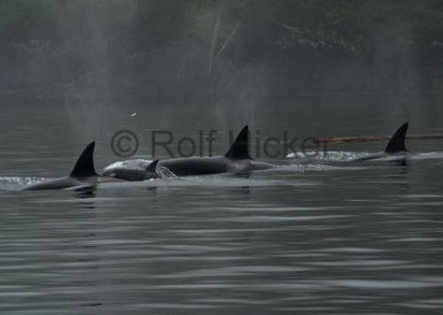 Photo: 
CRW 1764