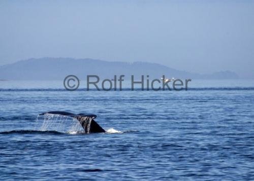 Photo: 
CRW 1812