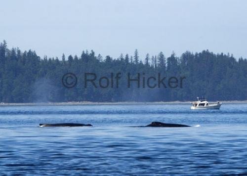 Photo: 
CRW 1821