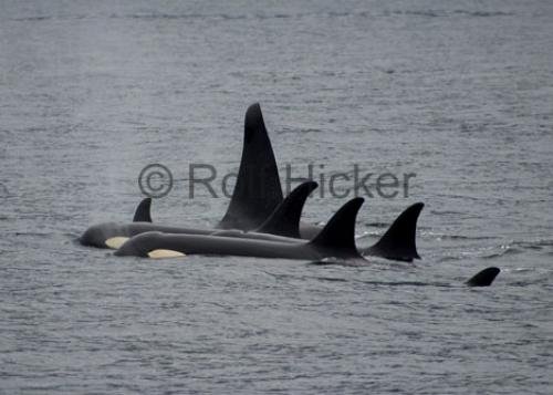 Photo: 
CRW 2088