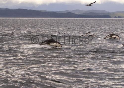 Photo: 
CRW 2270