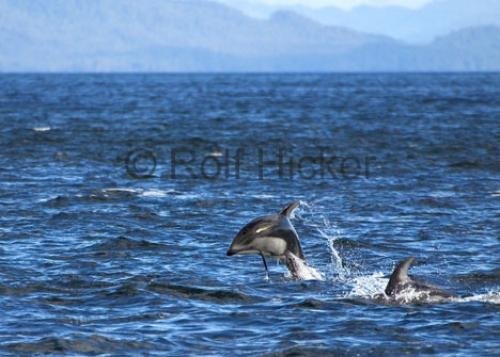 Photo: 
CRW 2298