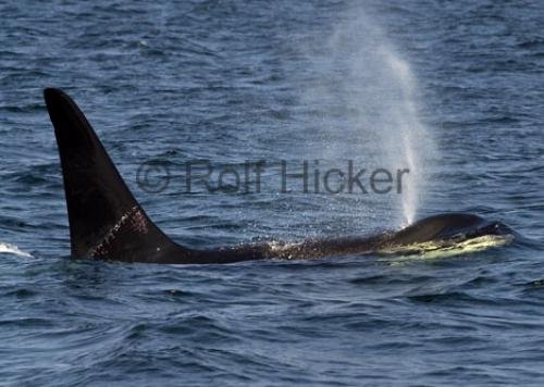 Photo: 
CRW 2305