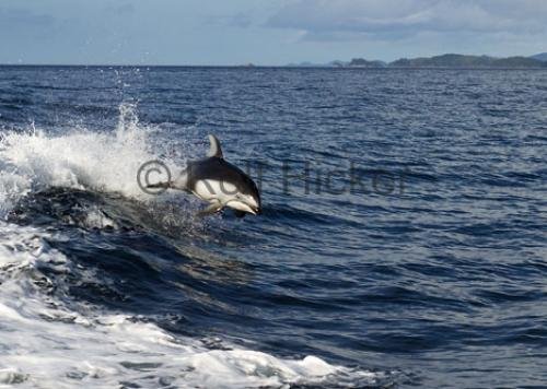 Photo: 
CRW 2420