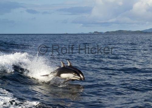 Photo: 
CRW 2422