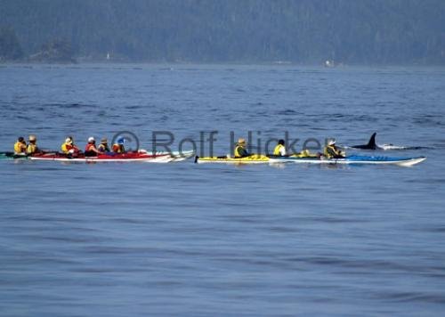 Photo: 
Kayaking With Orcas Johnstone Strait