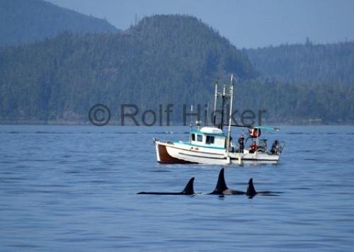 Photo: 
whale watching in canada