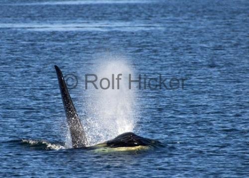Photo: 
CRW 2706