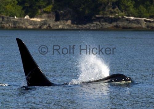 Photo: 
CRW 2713