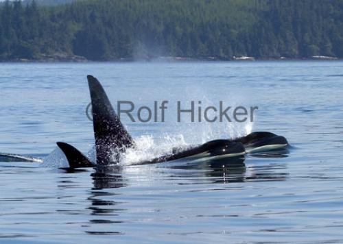 Photo: 
CRW 2766