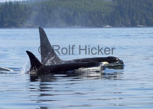 Photo: 
CRW 2767