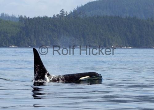 Photo: 
CRW 2773