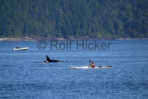 Photo: 
kayaking tour orca